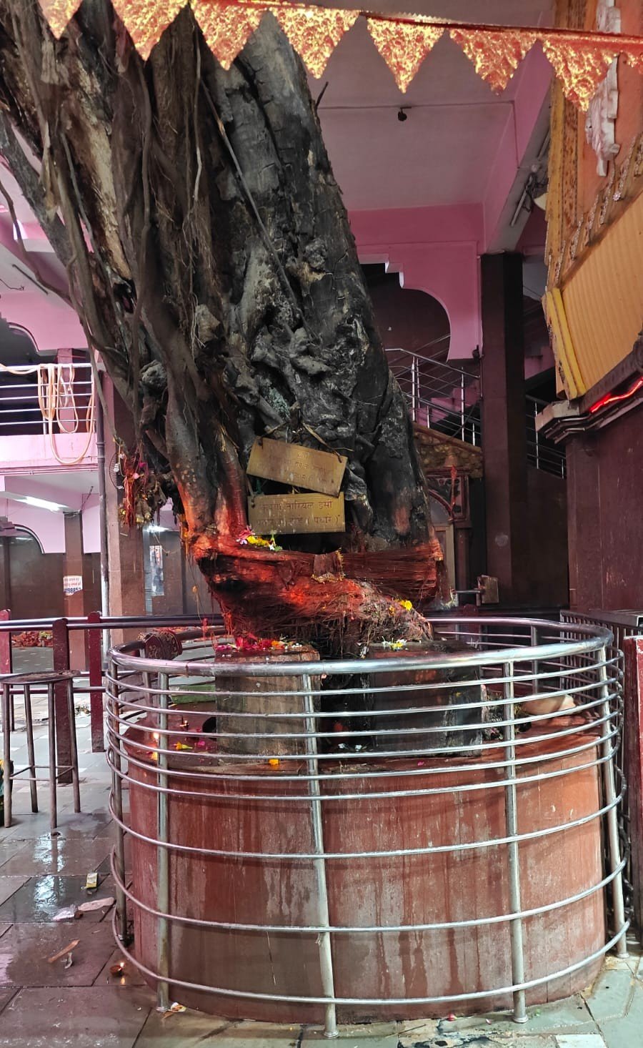 कल्प वृक्ष
